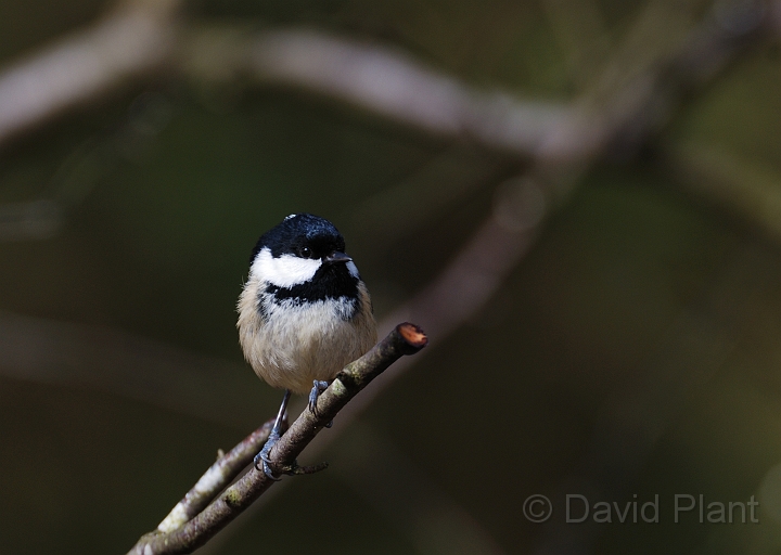 Coal tit - B.jpg - Coal tit - Forest of Dean